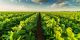 Agriculture, Fishing and Forestry